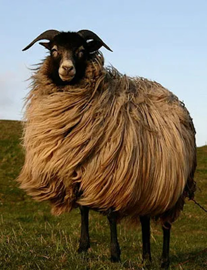 Eid el-Adha